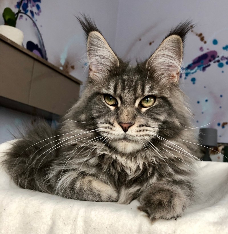 Коты Мейн куны