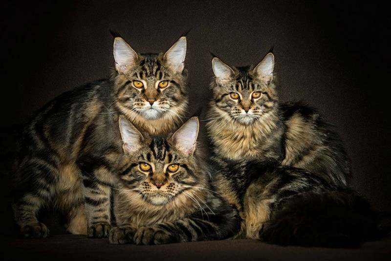 Большая кошка Мейн кун