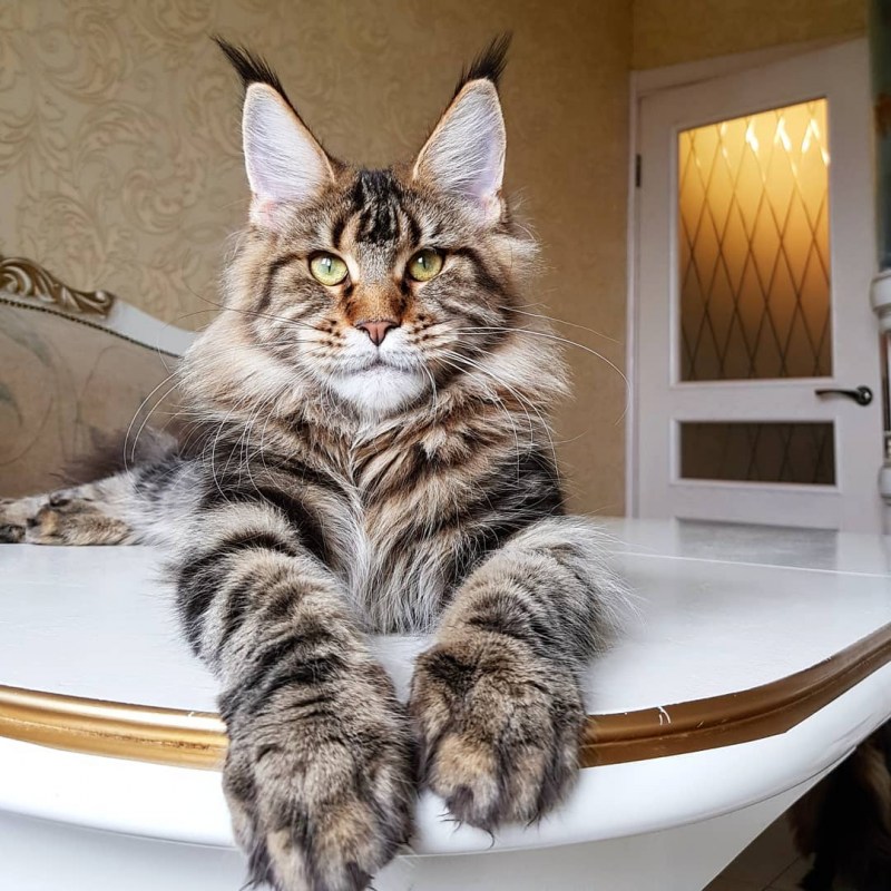 Кот Мейн кун