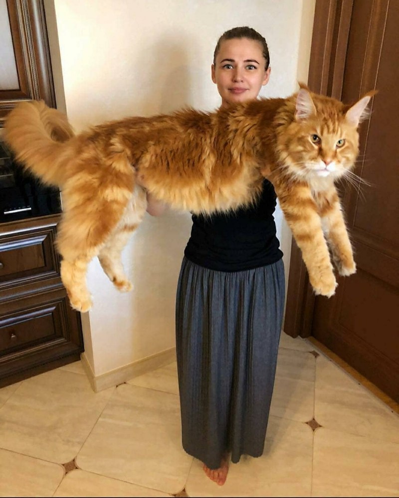 Мейн кун 30 кг