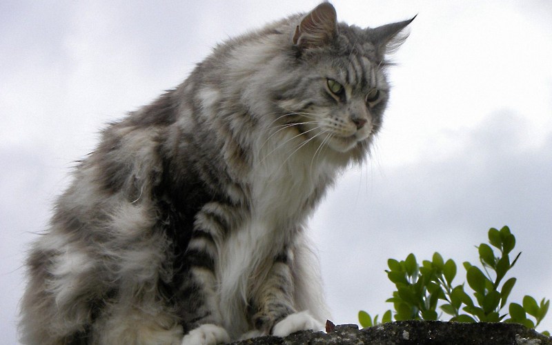 Большая кошка Мейн кун