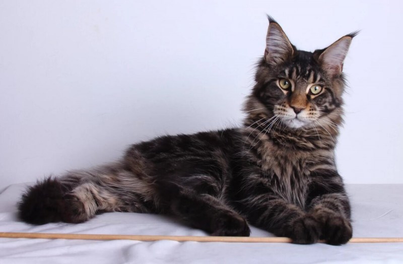 Коты Мейн кун