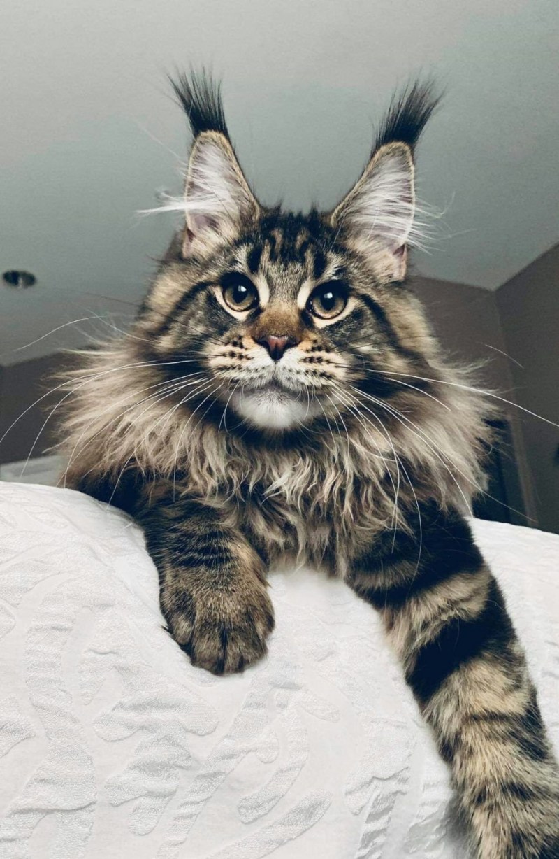 Коты Мейн куны