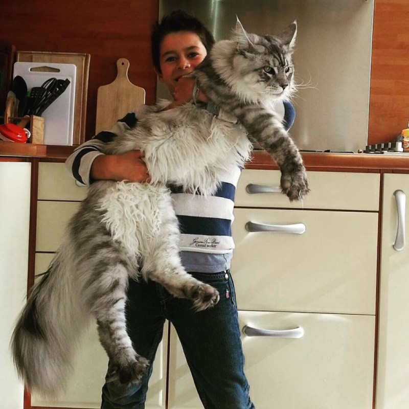 Большая кошка Мейн кун