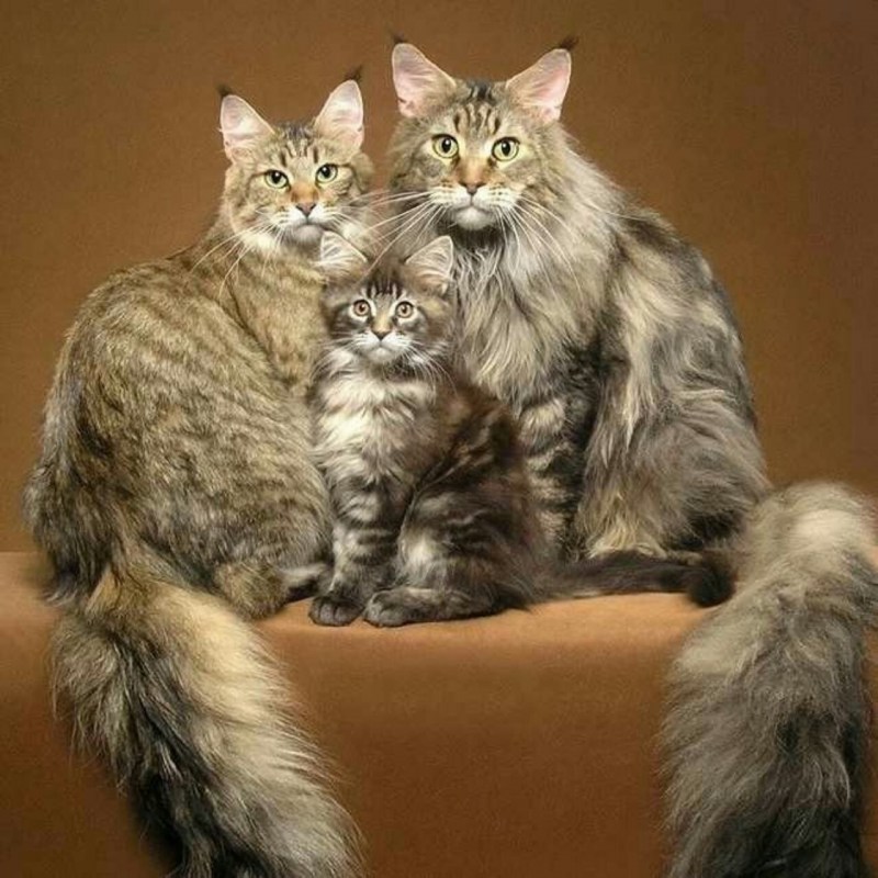 Кошка Мейн кун