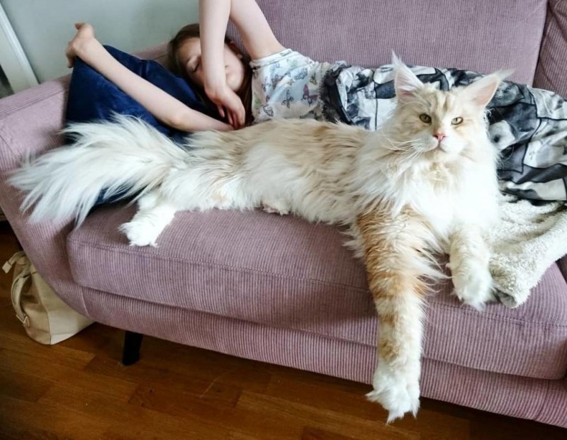Мейн кун большой
