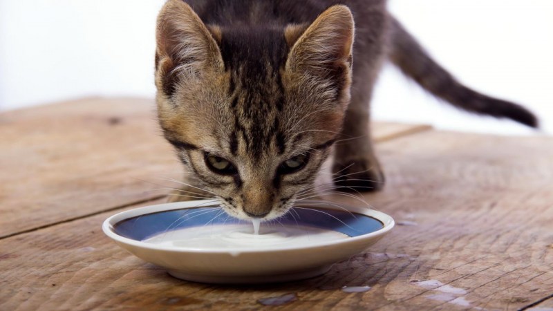 Котенок лакает молоко