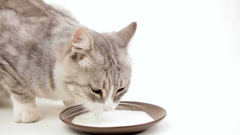 Кошка лакает