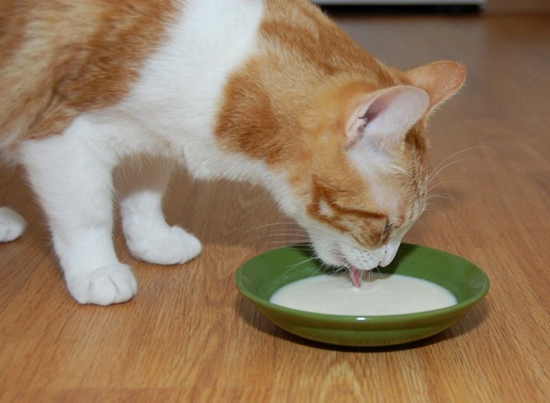 Котик лакает молоко