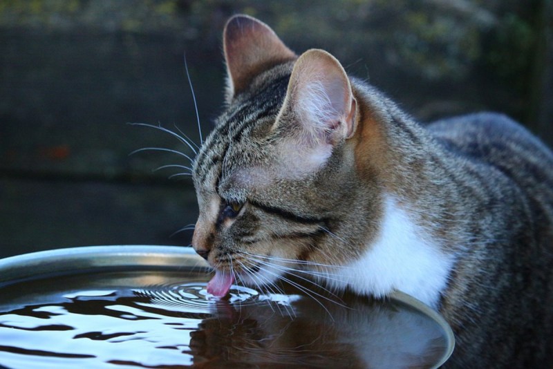 Кошка лакает воду