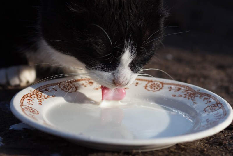Котенок лакает молоко