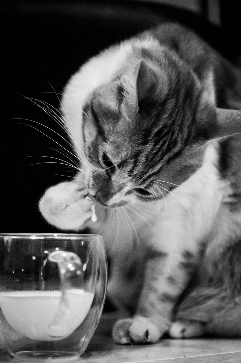 Котик любит молоко