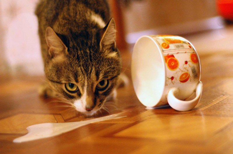 Молоко для котят