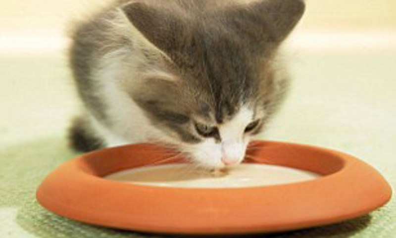 Котенок пьет молоко из блюдца