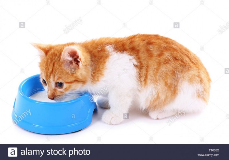 Рыжий котенок лакает молоко