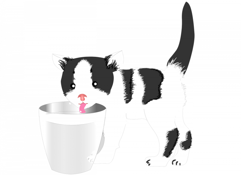 Кошачье молоко
