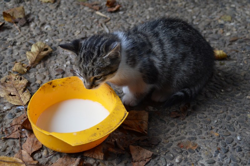 Котенок пьет молоко