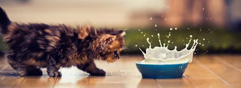 Миски для котят