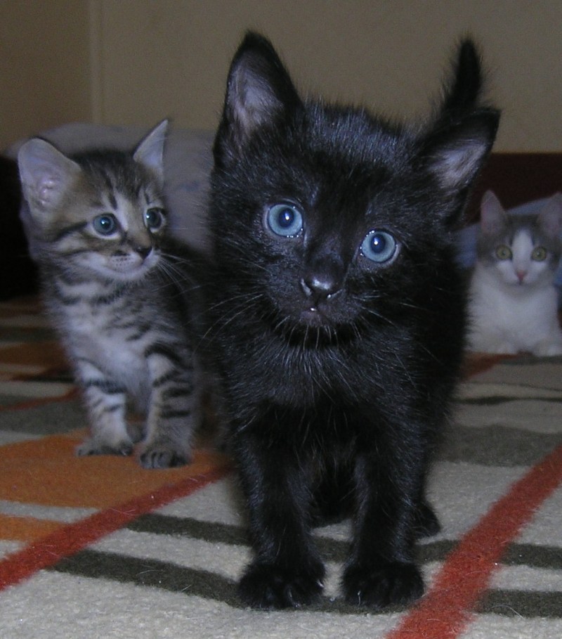 Черный сиамский котенок