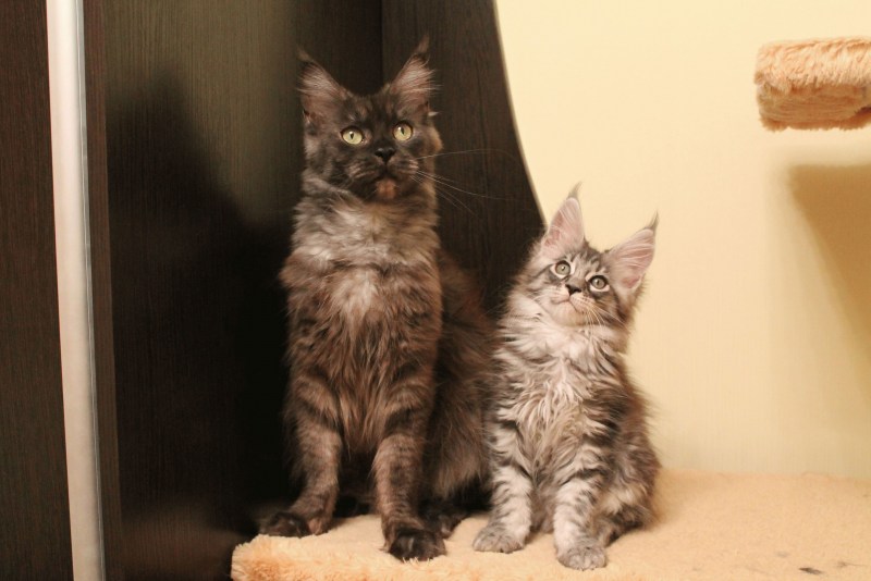 Кошка Мейн кун с котятами
