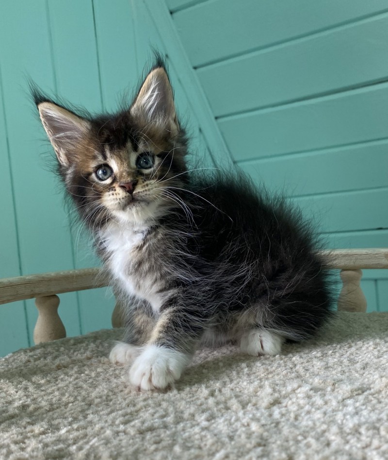Котёнок Мейн кун и обычный котёнок