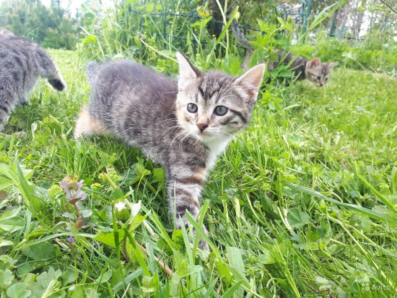 Обычные котята