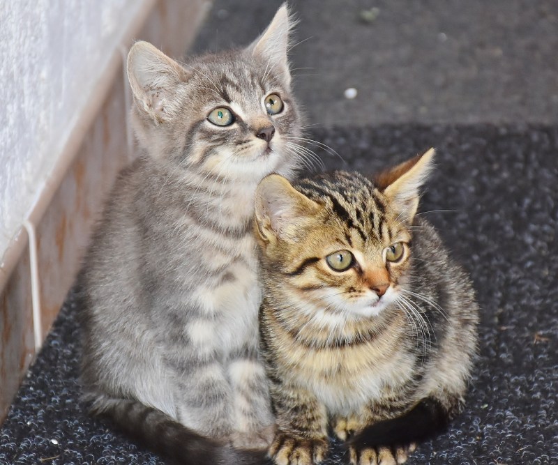 Молодые кошки