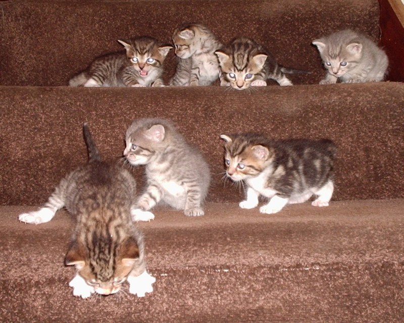 Маленький котенок