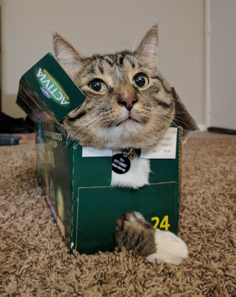 Кот спит в коробке