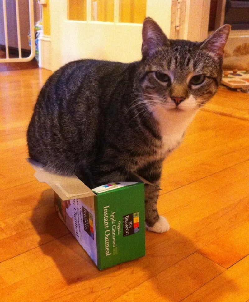 Коты в коробках