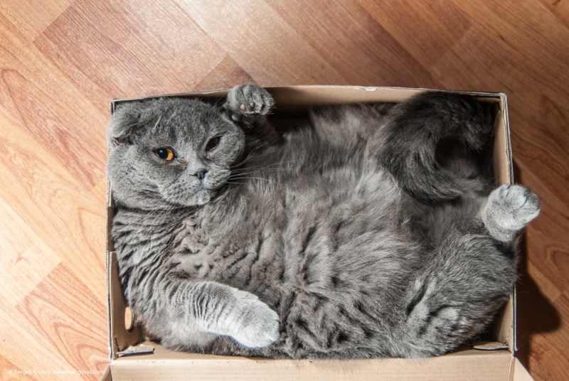 Котик в коробке