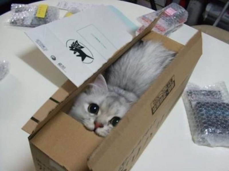 Кот в коробке