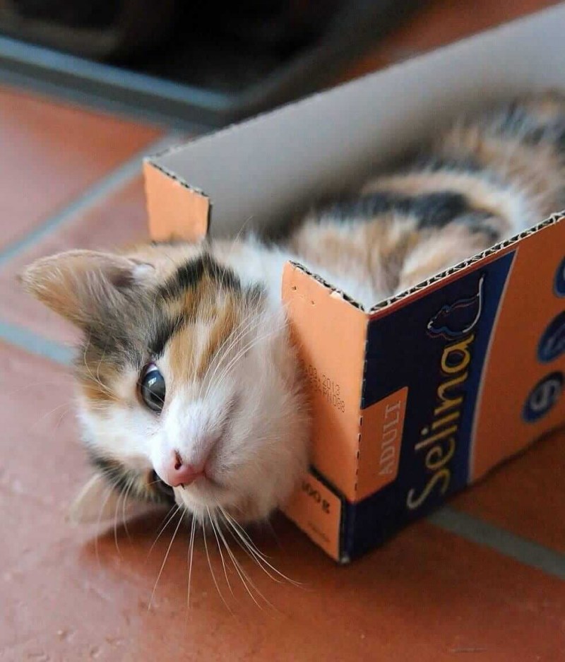 Котята в коробке