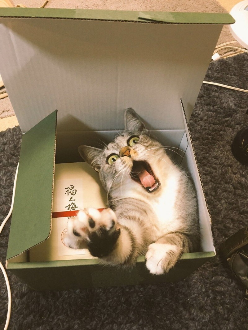 Коробка для кошки