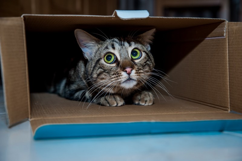 Коробка с котятами