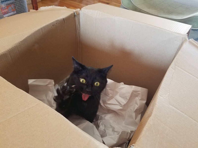 Котёнок в картонной коробке