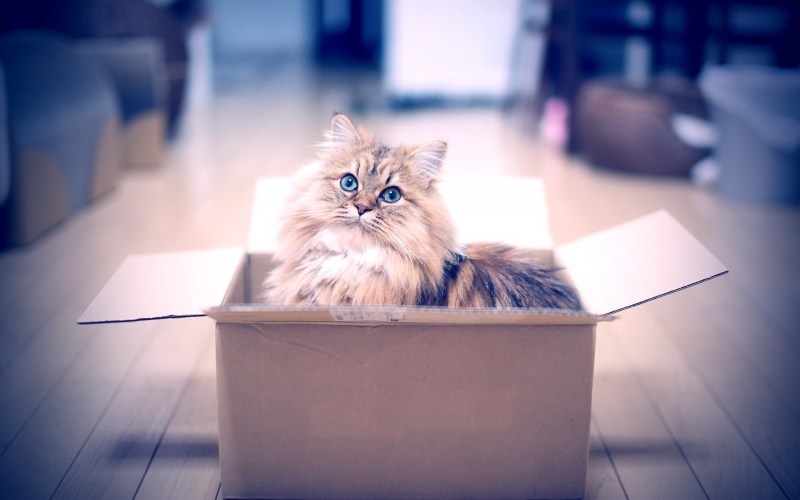 Котик в коробочке