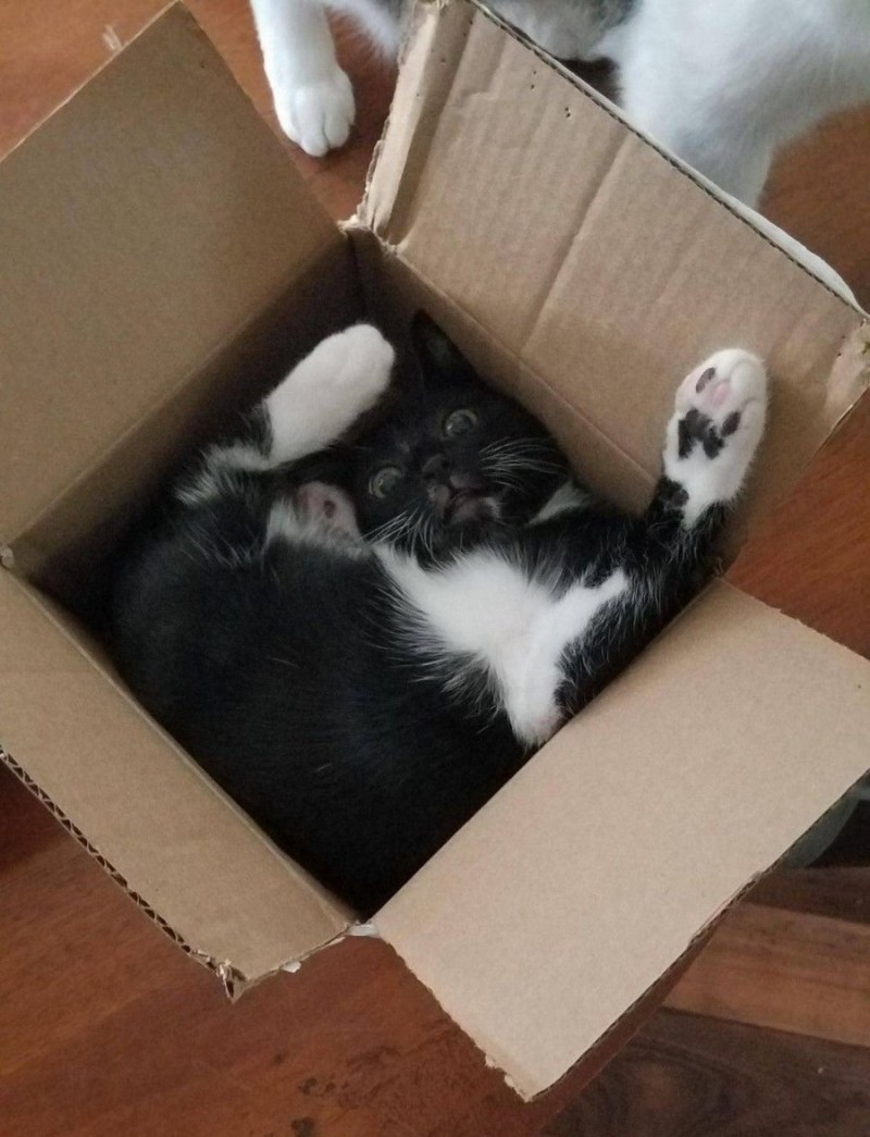 Котята в коробке