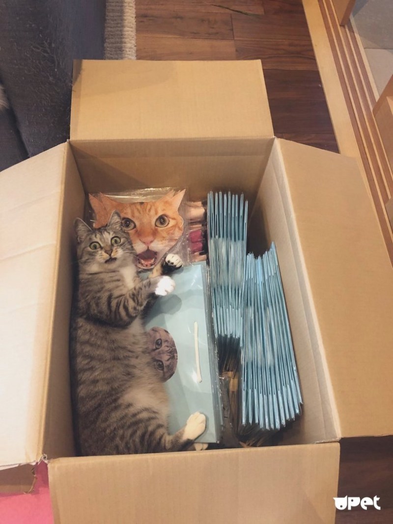 Кошка в маленькой коробке