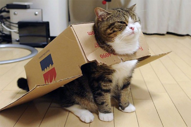 Коты в коробке