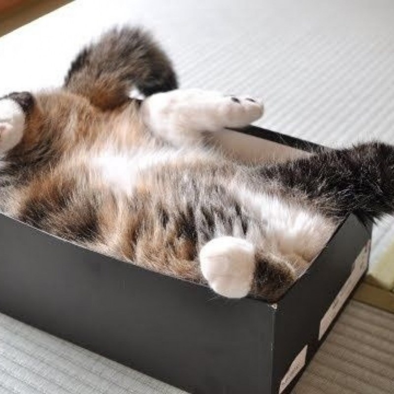 Кошки любят коробки