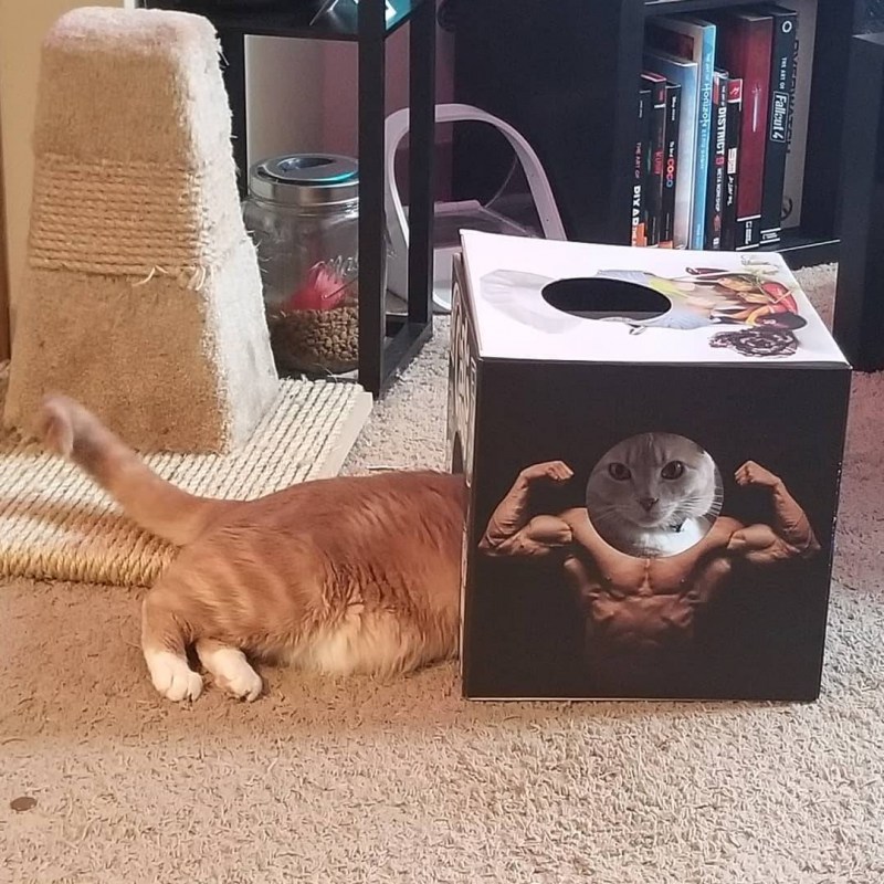 Смешные кошки в коробках