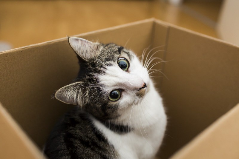 Коты в коробках
