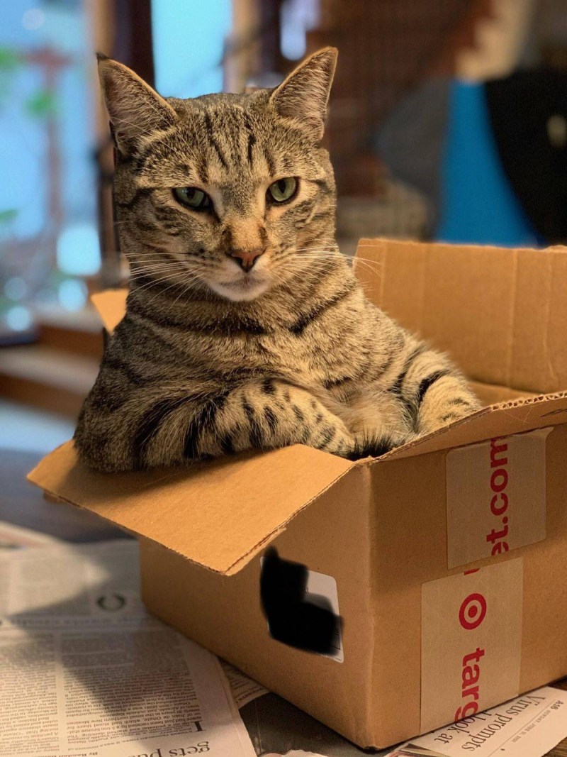 Котята в коробке