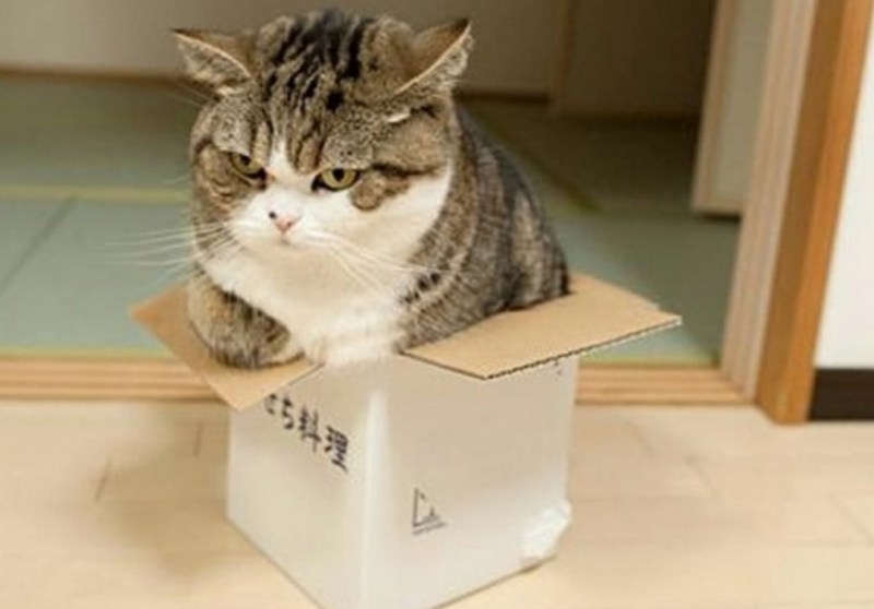 Смешные коты в коробке