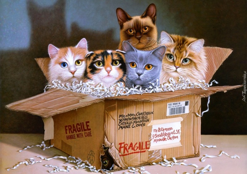 Котенок в коробочке