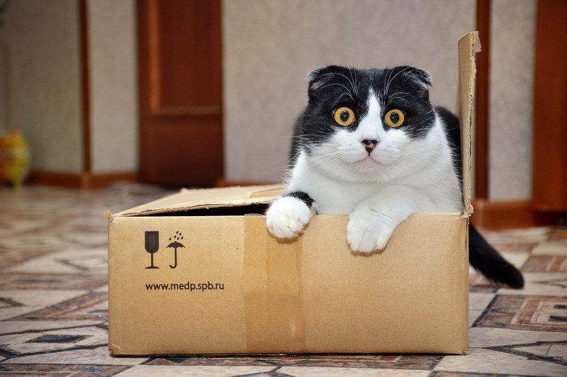 Котенок в коробочке