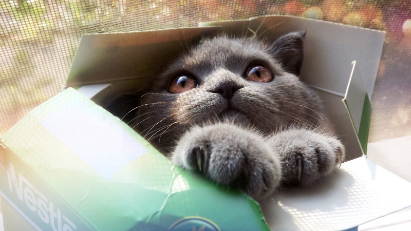 Коробка для кота