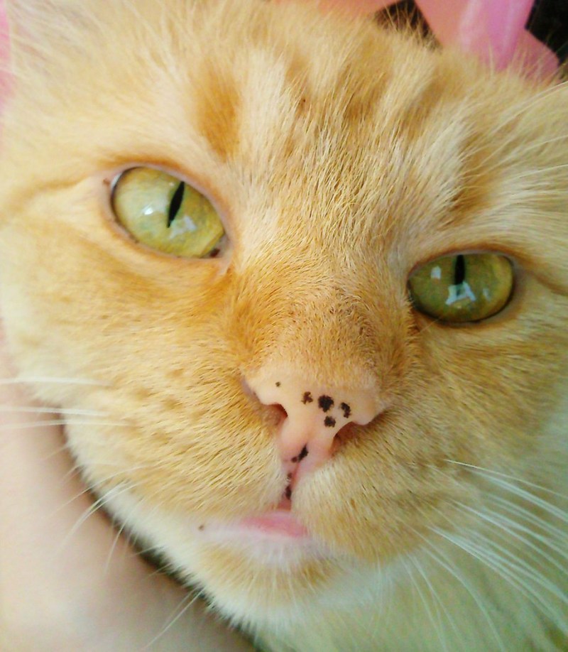 Плохая кошка