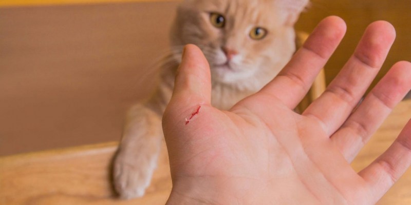 Припухлость на переносице у кота
